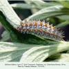 melitaea didyma larva7 buruny1a